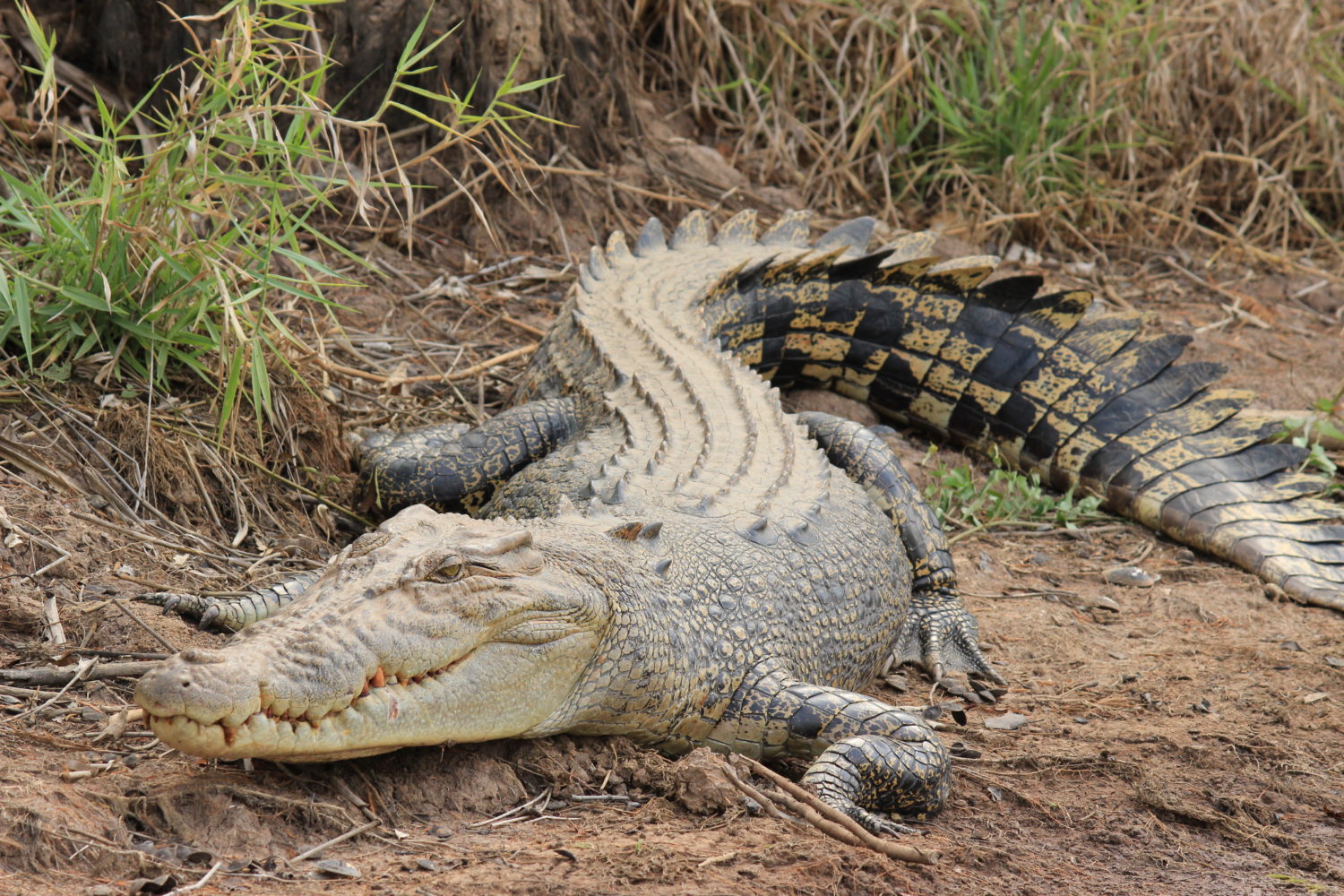 Saltwater Crocodile Mary River Wetlands
